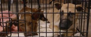 Hurricane Harvey's Impact on Pets